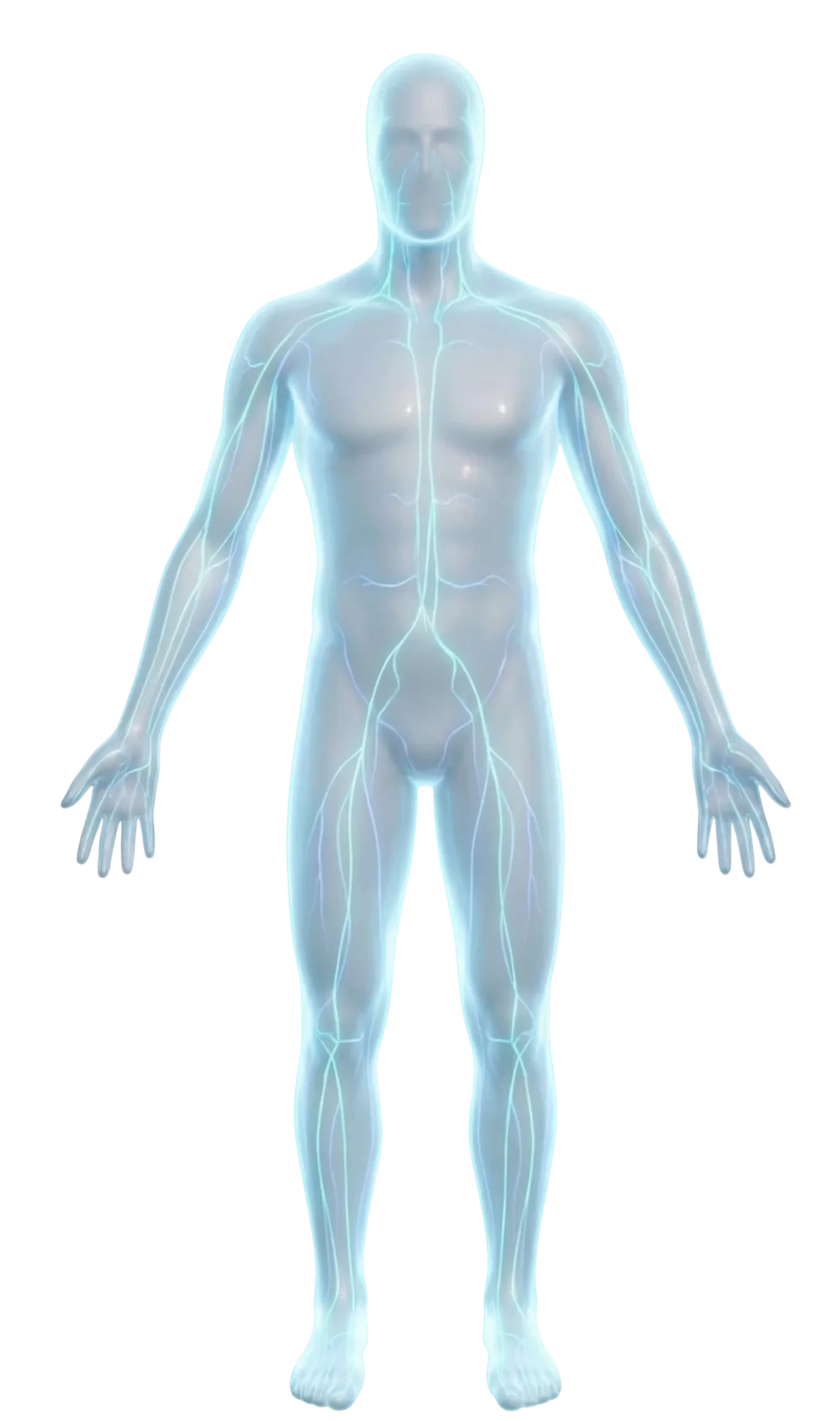 Human silhouette with vital functions explored during the health prevention check-up