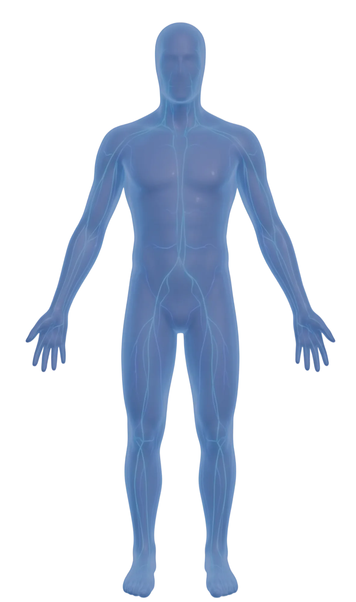Silhouette du corps humain, fonctions vitales explorées lors du bilan de prévention santé